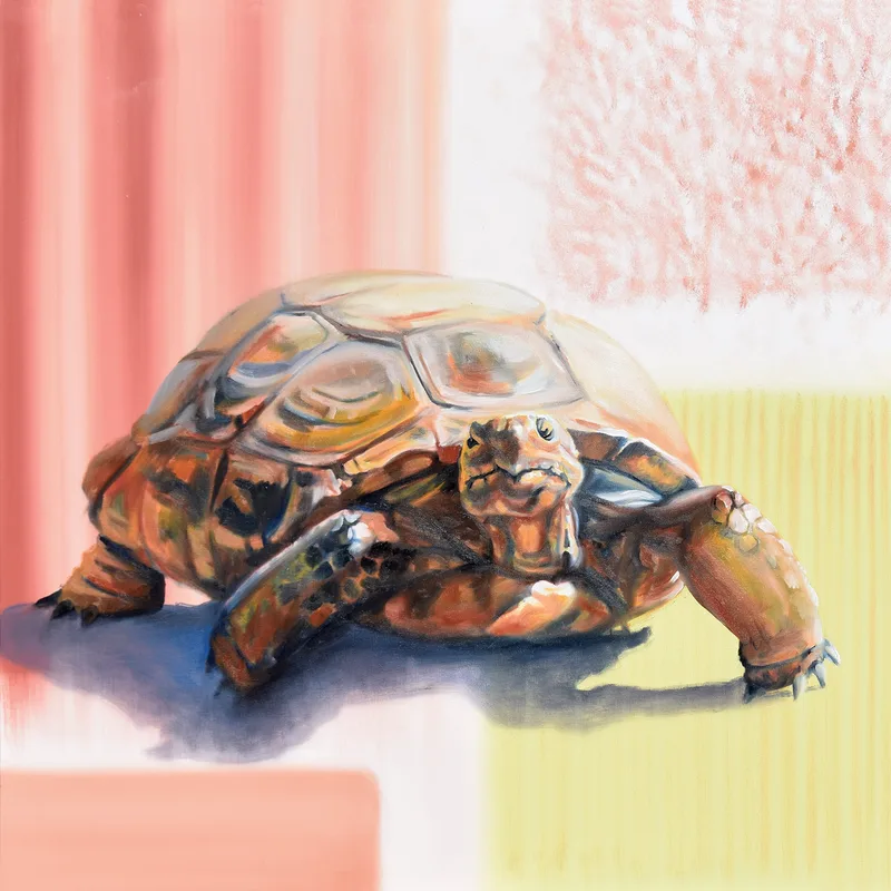 This Charming Man - Desert Tortoise